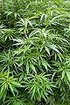 Cannabis plants
