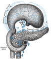 Lymphatics of stomach, etc., the stomach has been turned upward.