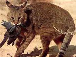 Felis Chaus.jpg