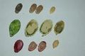 Melon seeds