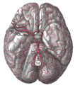 The arteries of the base of the brain.