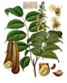 Myroxylon balsamum من كتاب كولر النباتات الطبية (1887)