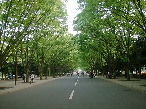 Keyakinamiki.jpg