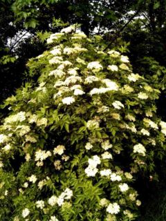 Sambucus nigra-Busch.jpg