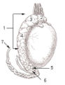 Testis surface