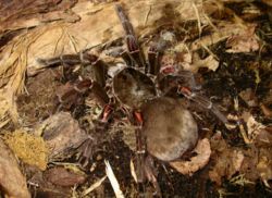 THERAPHOSA BLONDI HEMBRA ADULTA.jpg