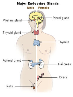 Illu endocrine system.jpg