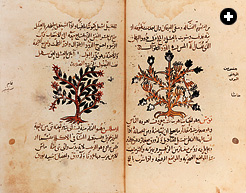 نوعان من الزعتر في كتاب ديوسقوريدس.jpg