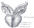 Vesiculae seminales and ampullae of ductus deferentes, seen from the front.