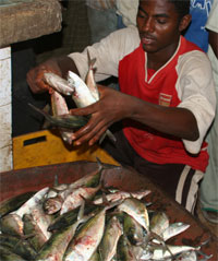 سوق أسماك جعار