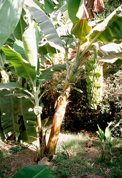 Luxor, Banana Island, Banana Tree, Egypt, Oct 2004.jpg