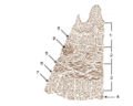 Layers of the esophagus.