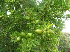 Argania spinosa.jpg