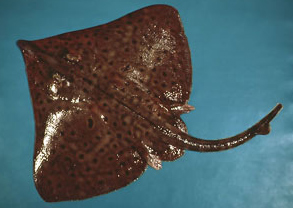 Dipturus laevis.jpg