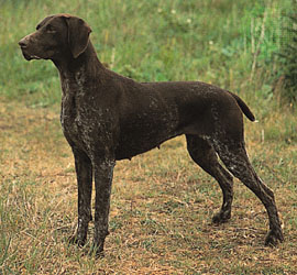 Odogs00010p4.jpg