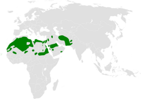 صورة معبرة عن الموضوع قنبرة بادية مصرية