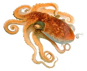 Eledone cirrhosa Merculiano.jpg