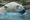 Ours Blanc2.jpg