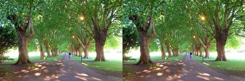 Cambridge Jesus Green avenue RL.jpg