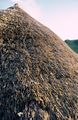 A replica Iron Age thatched roof, Butser Ancient Farm, هامپشير، إنگلترة