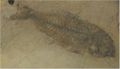 Fossil of the extinct S. occipitalis from the Oligocene of Italy