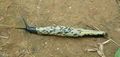 A slug from the Western Ghats of الهند