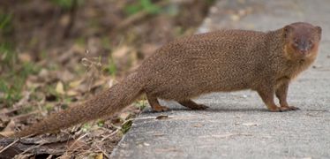 النمس الآسيوي الصغير، Herpestes javanicus