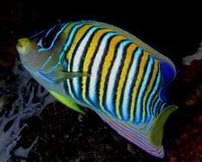 Royal angelfish, Pygoplites diacanthus