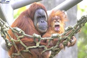 Animal s7 100.jpg