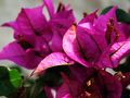 Purple bougainvilleas in Taormina