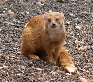 Fuchsmanguste 2.jpg