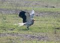 at Bharatpur, Rajasthan, الهند.