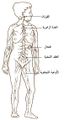 Lymphatic system
