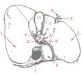 Liver and gallbladder