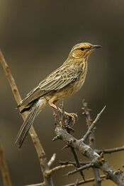Pink-breasted Lark - KenyaIMG 6762 (16740113947).jpg