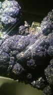 Azurite crystal, from the minerals' collection at the Natural History Museum, London.