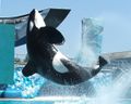 0703 SD Breaching01.jpg