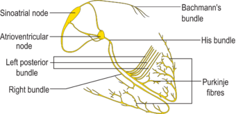 ConductionsystemoftheheartwithouttheHeart.png