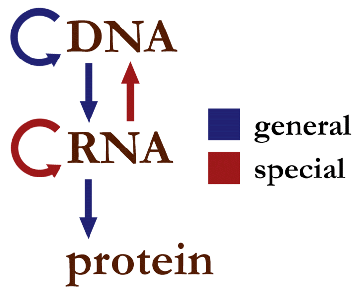ملف:Centraldogma nodetails.png
