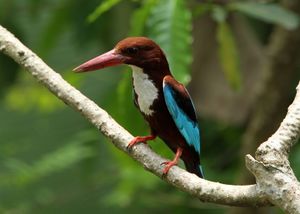 Halcyon smyrnensis -Kerala, India-8 (1).jpg