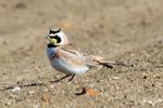 Horned Lark (Eremophila alpestris) (20163543280).jpg