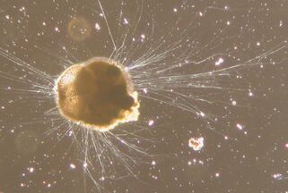 Live Ammonia tepida streaming granular ectoplasm for catching food