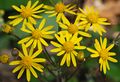 Senecio aureus