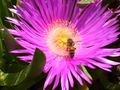 Western honey bee, Lebanon.