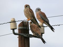 Male and female Lesser Kestrels.jpg