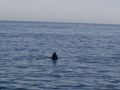 Sunfish fin.jpg