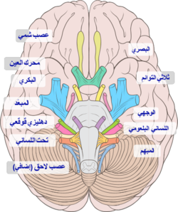 الأعصاب القحفية.png