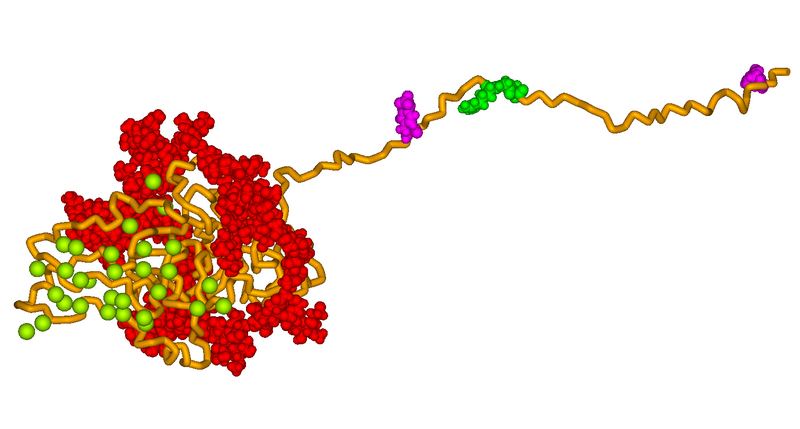 ملف:Bone Sialoprotein Model.png