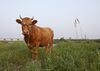 So (Korean cattle).jpg