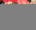 A flowering begonia